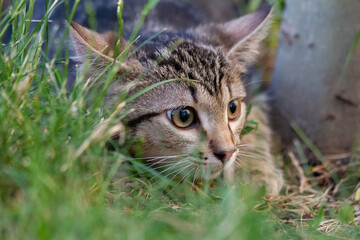 Close-up A small striped kitten who lurks in the grass and carefully looks to the side