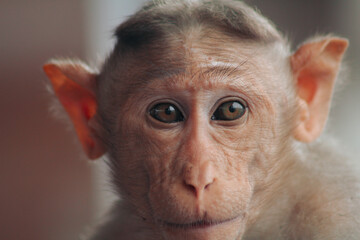 macro image monkey eyes and face close up 