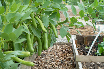 broad beans ready to harvest