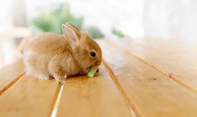 Cute light brown rabbit eat cucumber on wood table with green background