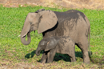 Obraz premium Eléphant d'Afrique, Loxodonta africana, Parc national Kruger, Afrique du Sud