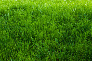 Green lawn background. Nature background. Green grass texture.