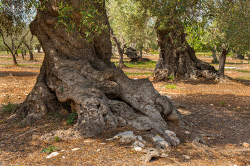 Italy Puglia olive trees