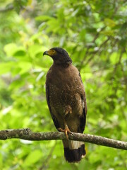 crested serpent eagle resting on one leg (Spilornis cheela) 