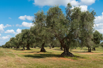 Italy Puglia olive trees