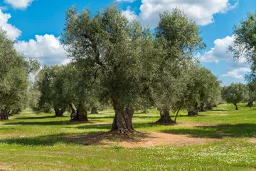 Foto auf Glas Italy Puglia olive trees © LUC KOHNEN