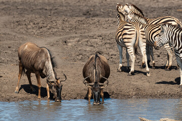 Fototapeta na wymiar Zèbre de Burchell, Equus quagga burchelli, Gnou bleu, Connochaetes taurinus, Parc national Kruger, Afrique du Sud