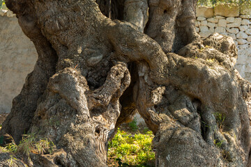 Italy Puglia olive trees