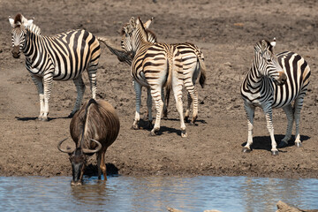 Obraz na płótnie Canvas Zèbre de Burchell, Equus quagga burchelli, Gnou bleu, Connochaetes taurinus, Parc national Kruger, Afrique du Sud
