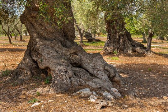 Italy Puglia Olive Trees