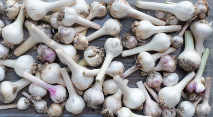 dried and cleaned garlic bulbs