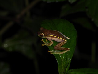 small tree frog on leaf
(Rhacophorus lateralis)