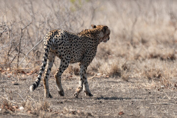 Guépard, cheetah, Acinonyx jubatus, Parc national Kruger, Afrique du Sud