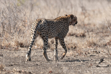 Naklejka na ściany i meble Guépard, cheetah, Acinonyx jubatus, Parc national Kruger, Afrique du Sud