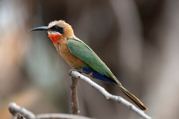 Guêpier à front blanc,.Merops bullockoides, White fronted Bee eater