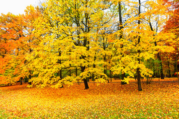 Autumn landscape, beautiful city park with fallen yellow leaves.