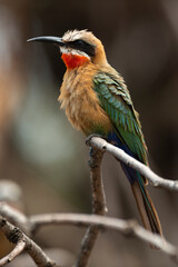 Guêpier à front blanc,.Merops bullockoides, White fronted Bee eater