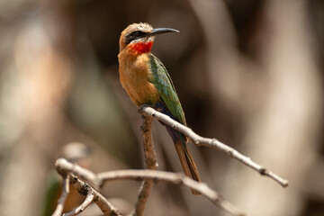 Guêpier à front blanc,.Merops bullockoides, White fronted Bee eater