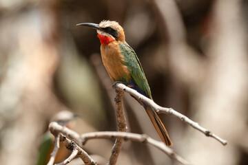 Gu&ecirc;pier &agrave; front blanc,.Merops bullockoides, White fronted Bee eater