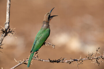 Guêpier à front blanc,.Merops bullockoides, White fronted Bee eater