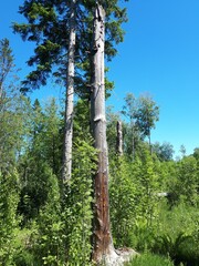 Fototapeta premium Tall trees against the blue sky - Oslo, Sognsvann 