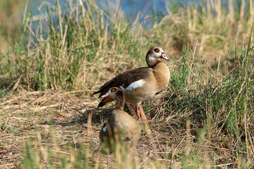 Ouette d'Egypte, Oie d'Egypte, Alopochen aegyptiaca, Egyptian Goose