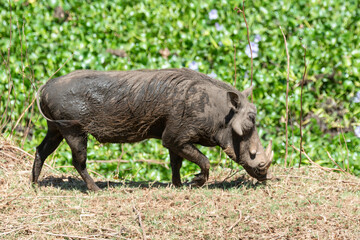 Phacochère commun, Phacochoerus africanus, Afrique du Sud