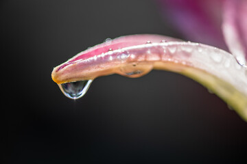 drop of water on a petal