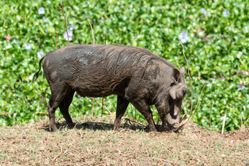 Phacochère commun, Phacochoerus africanus, Afrique du Sud