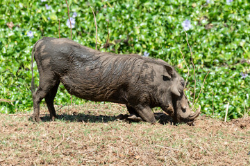 Phacochère commun, Phacochoerus africanus, Afrique du Sud
