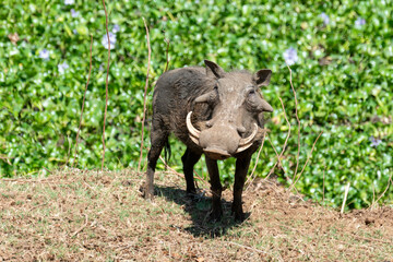 Phacochère commun, Phacochoerus africanus, Afrique du Sud