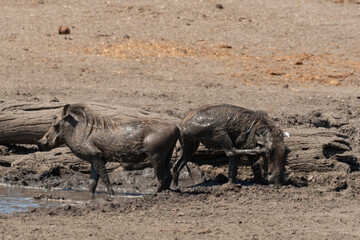Fototapeta premium Phacochère commun, Phacochoerus africanus, Afrique du Sud