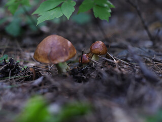 mushroom in the forest
