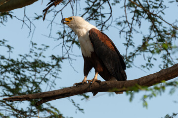 Pygargue vocifère, .Haliaeetus vocifer , African Fish Eagle, Parc national Kruger, Afrique du Sud