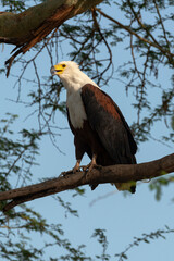 Pygargue vocifère, .Haliaeetus vocifer , African Fish Eagle, Parc national Kruger, Afrique du Sud