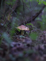 mushroom in the woods