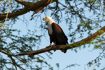 Pygargue vocifère, .Haliaeetus vocifer , African Fish Eagle, Parc national Kruger, Afrique du Sud
