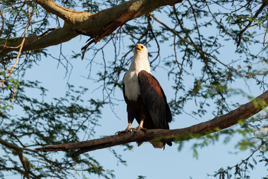 Pygargue vocif&egrave;re, .Haliaeetus vocifer , African Fish Eagle, Parc national Kruger, Afrique du Sud