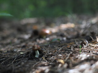 mushroom