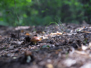 mushroom