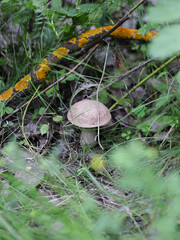 mushroom in the forest