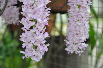 bunches of purple orchid flowers