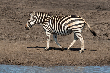 Obraz na płótnie Canvas Zèbre de Burchell, Equus quagga, Parc national Kruger, Afrique du Sud