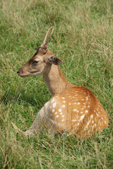 Rehbock sitzt auf einer sonnigen Wiese