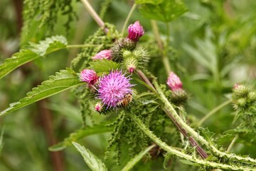 pink flower of a thistle