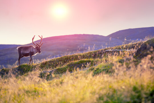 Reindeer grazing on a hill in Lapland at sunset