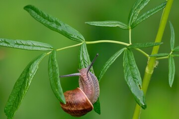 Small snail crawling on a leaf after rain.Common names the Roman snail, Burgundy snail, edible snail or escargot. It is a European species Helix pomatia.