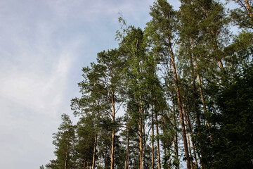 Obraz premium photos of Park trees