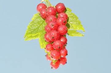 red currant berries
