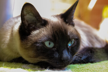 photo of a Siamese cat